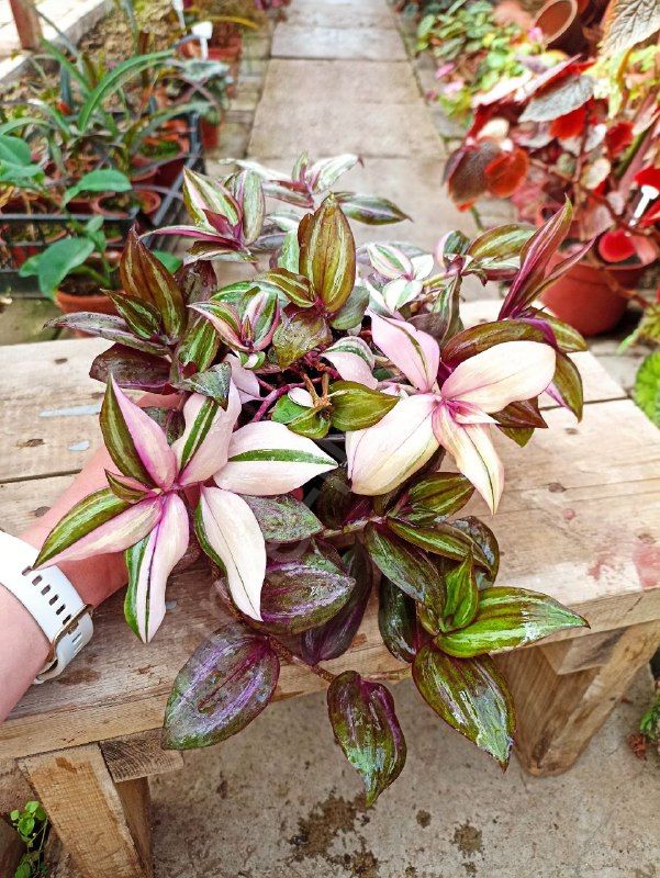 Традесканция Тайская Квадриколор