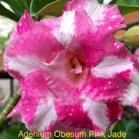 Adenium Obesum Pink Jade