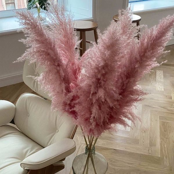 Кортадерия (Пампасная трава) Розовая