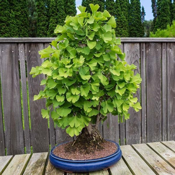 Гинкго Билоба