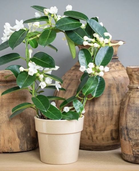 Stephanotis Floribunda - мадагаскарский жасмин, стефанотис обильноцветущий