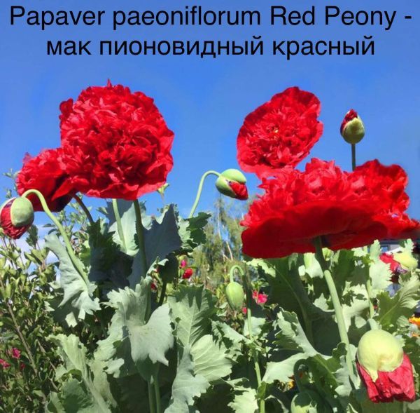 Papaver paeoniflorum Red Peony - мак пионовидный красный