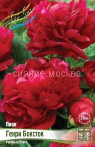 Пион Генри Бокстос Henry Bockstoce 2/3 п., 1 шт