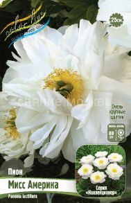 Пион МИСС АМЕРИКА (MISS AMERICA) 2/3 п., 1 шт