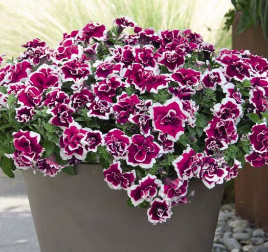 Петуния Sweet Sunshine Magenta Picotee