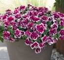 Петуния Sweet Sunshine Magenta Picotee