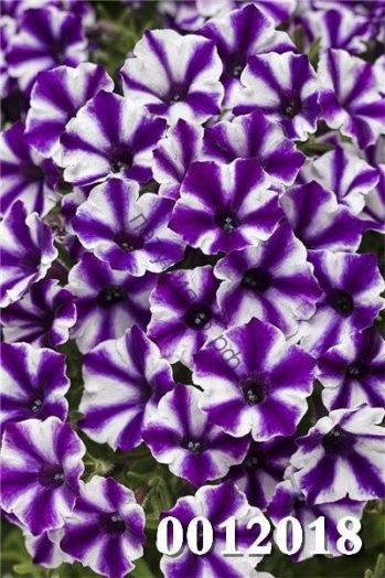 Петуния Mini Vista Violet Star