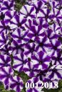 Петуния Mini Vista Violet Star