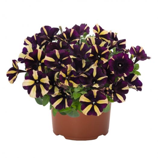 ПЕТУНИЯ SMARTUNIA WINDMILL BLACK