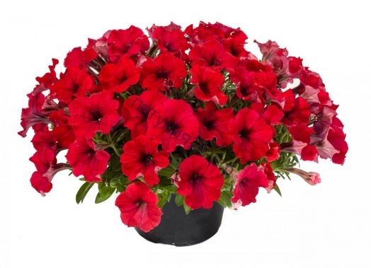 Петуния Cascadias Chilli Red