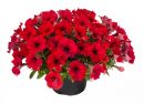 Петуния Cascadias Chilli Red