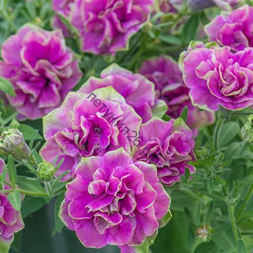 Petunia Tumbelina Darcey Rosa