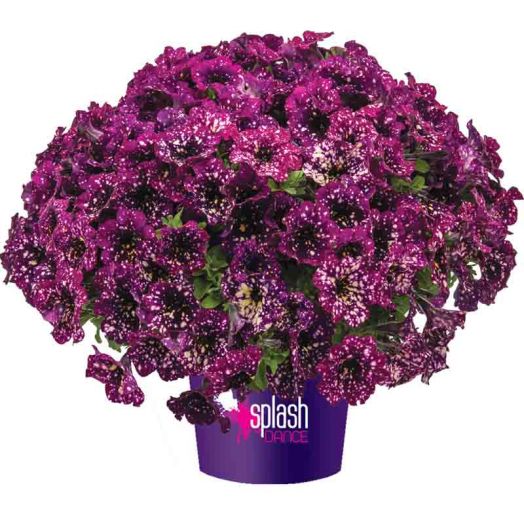 Петуния Magenta Mambo