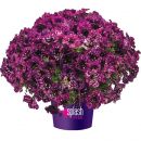 Петуния Magenta Mambo