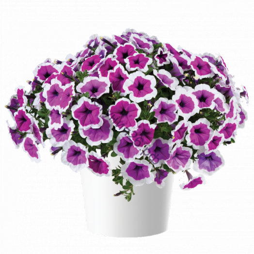 ПЕТУНИЯ RED CARPET RIMARKABLE