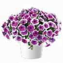 ПЕТУНИЯ RED CARPET RIMARKABLE