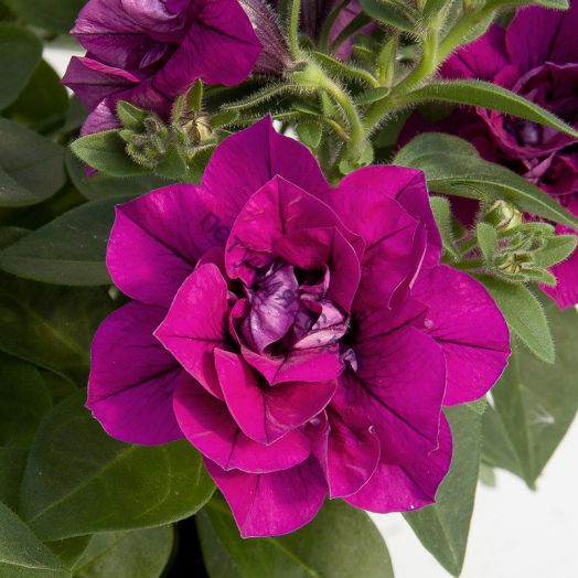 Петуния Sweet Sunshine Magenta