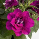 Петуния Sweet Sunshine Magenta