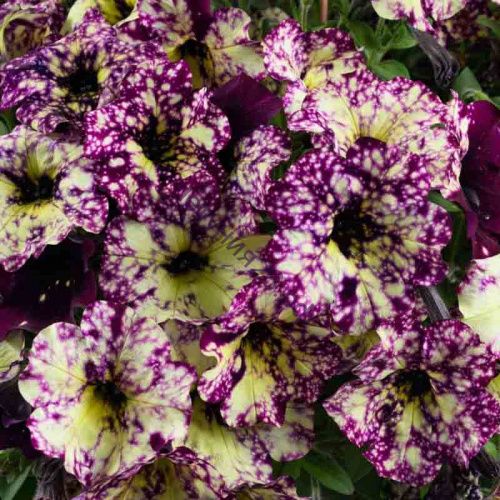 Петуния Splash Dance Purple Polka