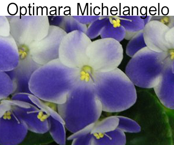 Optimara Michelangelo