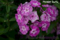 Флокс 'Может быть' / Phlox 'Mozhet byt'