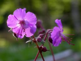 Саженцы Герани кембриджской Кембридж (Cambridge) купить в Нижнем Новгороде - Гарден Флора