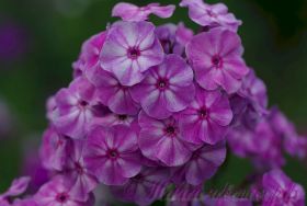 Флокс 'Первая Ласточка' / Phlox 'Pervaja Lastochka'