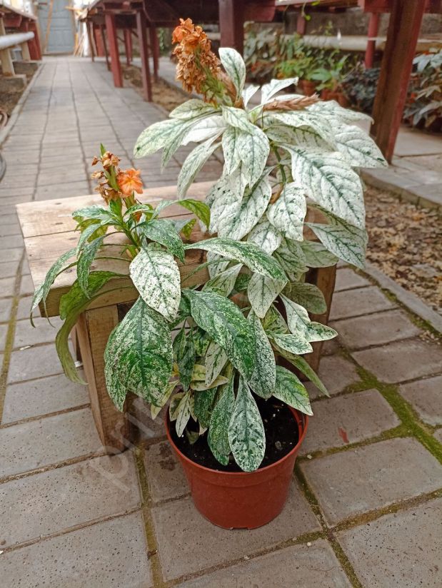 Кроссандра (Crossandra) Вариегатная