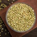 Гречка зелёная