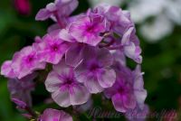 Флокс 'Королевич Елисей' / Phlox  'Korolevich Elisej'