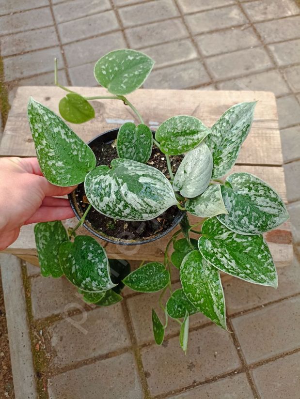 Сциндапсус "Silvery Ann"