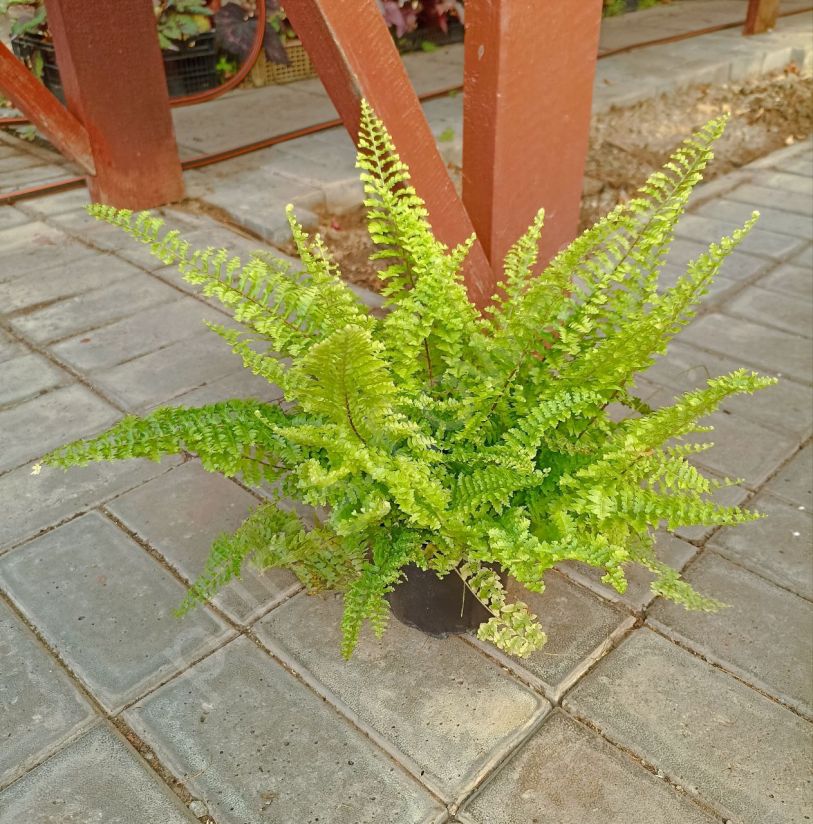 Нефролепис Кордитас (Nephrolepis Corditas)