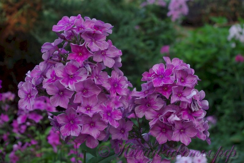 Флокс 'Таганский' / Phlox 'Taganskij'