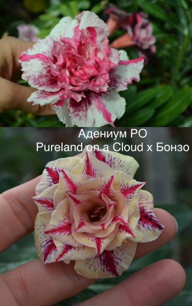 Адениум РО Pureland on a Cloud × Бонзо