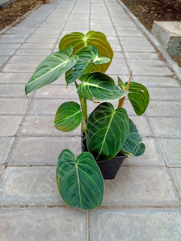 Филодендрон Меланохризум (Philodendron melanochrysum)