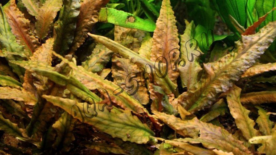 Криптокорина Вендта "Тропика" (Cryptocoryne wendtii "Tropica")