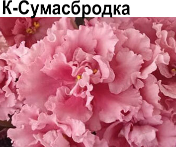 К-Сумасбродка