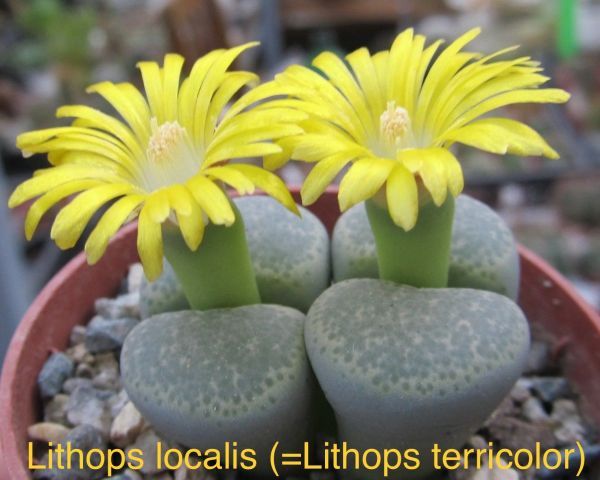 Lithops localis (=Lithops terricolor)