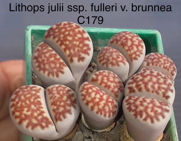 Lithops julii ssp. fulleri v. brunnea C179