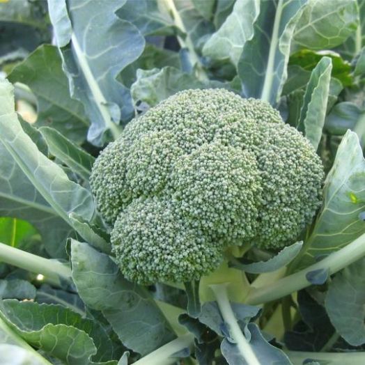 Капуста брокколи Фиеста F1, 100шт семян