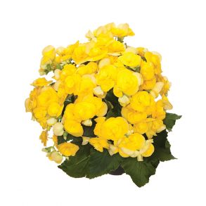 бегония элатиор  Rebecca