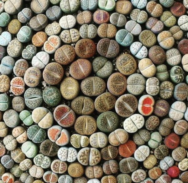 Lithops микс