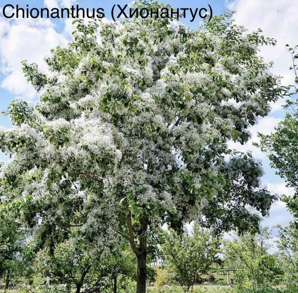 Chionanthus (Хионантус)