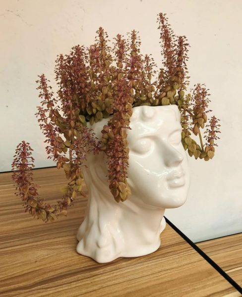 Plectranthus prostratus (Плекрантус распростертый)