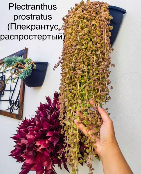 Plectranthus prostratus (Плекрантус распростертый)