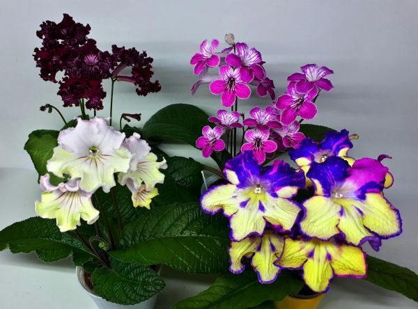 Стрептокарпус микс (Streptocarpus)