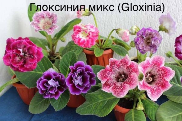 Глоксиния микс (Gloxinia)