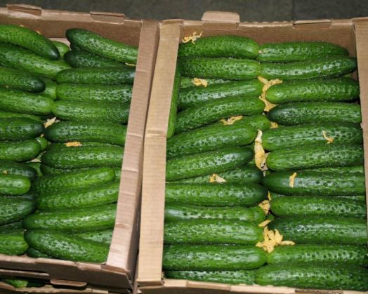 Огурец РАИС F1, 250 семян