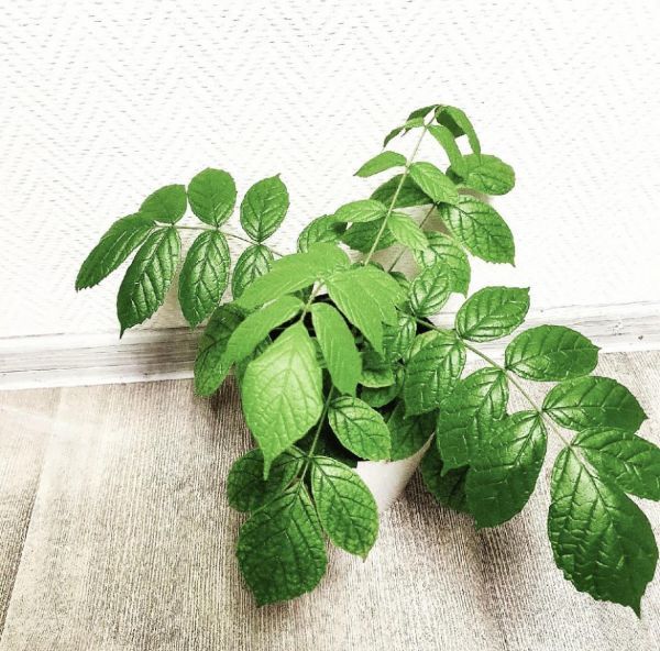 Спатодея тюльпанное дерево