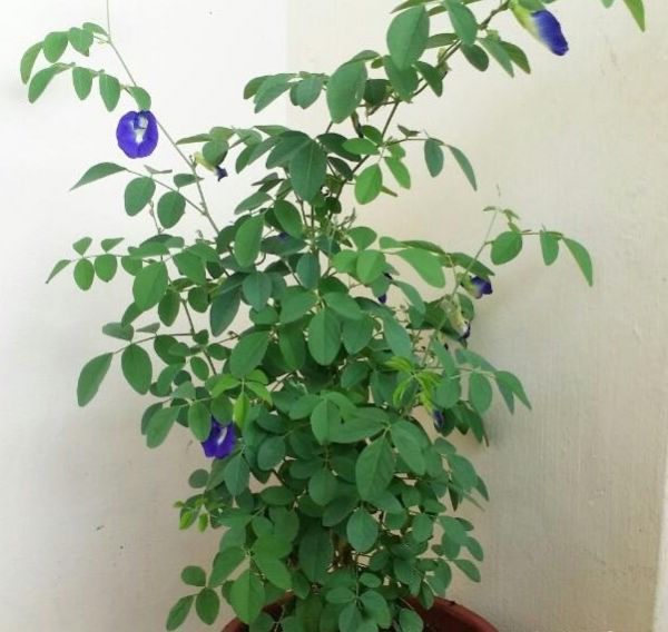 Clitoria (Клитория Макрофилла)